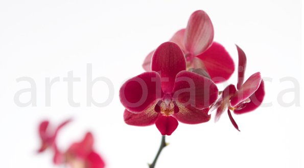 Orchidee_024