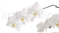 Orchidee_035