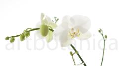 Orchidee_032
