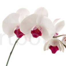 Orchidee_029