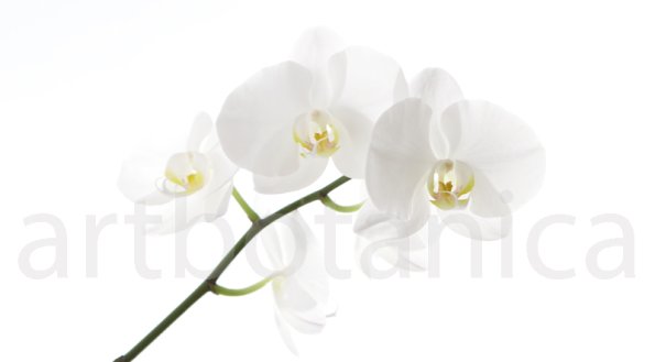 Orchidee_034