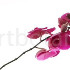 Orchidee_011