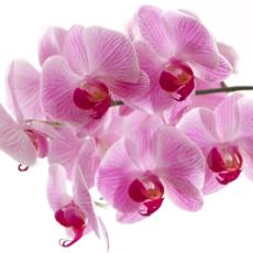 Orchidee_004