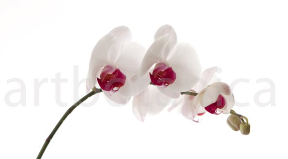 Orchidee_028