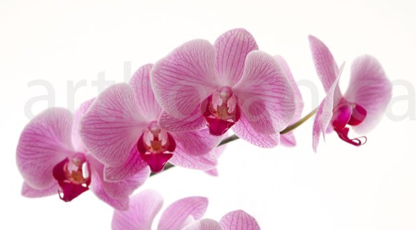 Orchidee_007
