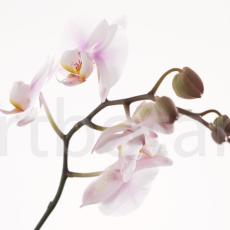 Orchidee_018
