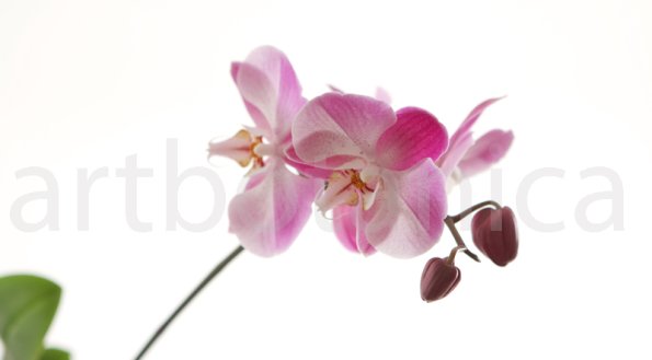 Orchidee_013