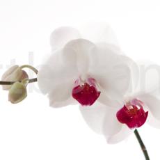 Orchidee_026