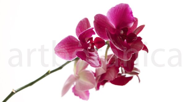 Orchidee_022