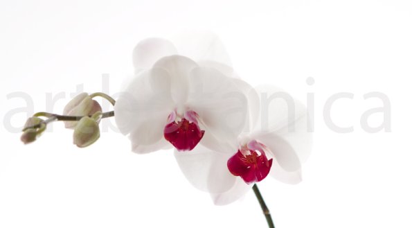 Orchidee_026