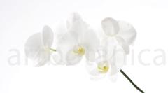 Orchidee_033