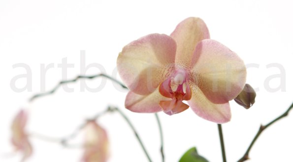 Orchidee_002
