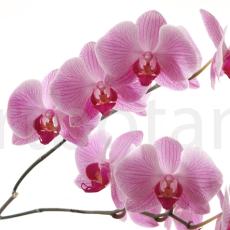 Orchidee_008