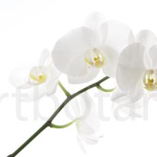 Orchidee_034