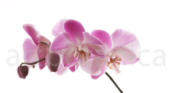 Orchidee_015