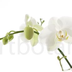 Orchidee_032