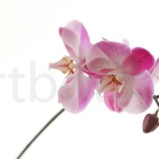 Orchidee_013