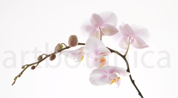 Orchidee_019