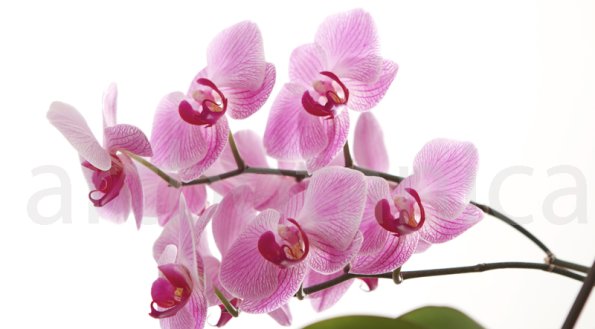 Orchidee_006