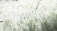 Sommerimpressionen_044