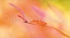 Sommerimpressionen_051