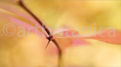 Sommerimpressionen_049