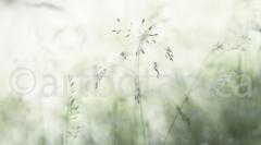 Sommerimpressionen_045