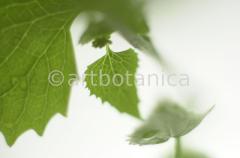 Natur-Blätter-9