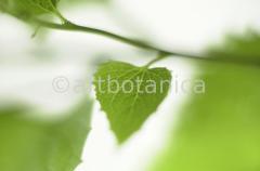 Natur-Blätter-6