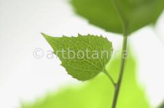 Natur-Blätter-3