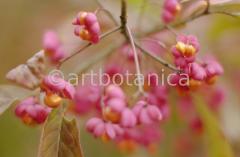 Natur-Fruchtstände-9