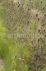 Natur-Fruchtstände-58