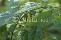 impressions of autumn