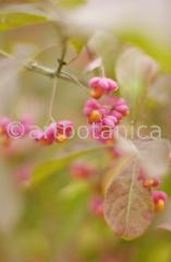 Natur-Fruchtstände-7