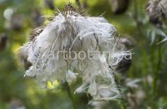 Natur-Fruchtstände-62