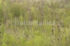 Natur-Fruchtstände-57