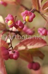 Natur-Fruchtstände-6