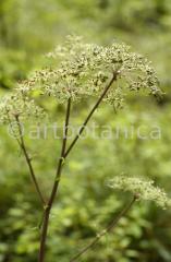 Natur-Fruchtstände-59