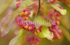 Natur-Fruchtstände-8