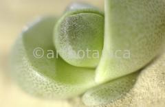 lebender-Stein-Pleiospilos-4