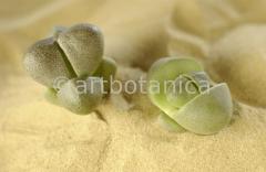 lebender-Stein-Pleiospilos-18