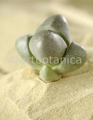 lebender-Stein-Pleiospilos-23