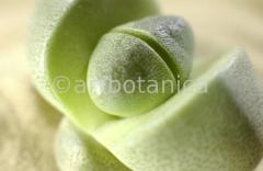 lebender-Stein-Pleiospilos-7