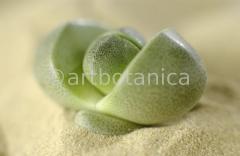 lebender-Stein-Pleiospilos-9