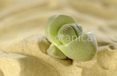 lebender-Stein-Pleiospilos-22