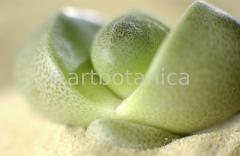 lebender-Stein-Pleiospilos-6