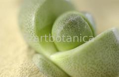 lebender-Stein-Pleiospilos-5