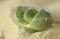 lebender-Stein-Pleiospilos-8