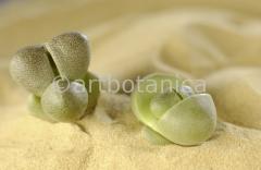 lebender-Stein-Pleiospilos-3