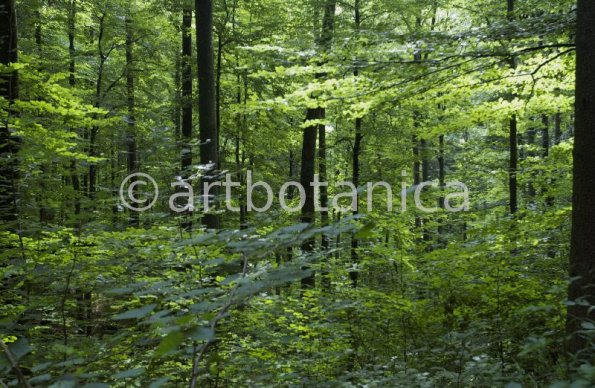 Natur-Wald-3